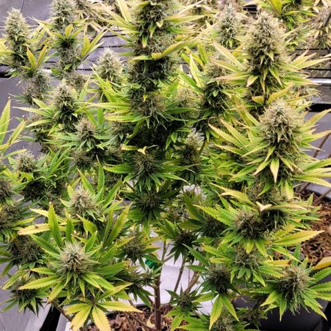 Pearli growlog photo: Blüte Tag 58, hat sie noch gute 2 Wochen vor sich.