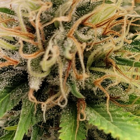Pearli growlog timeline photo