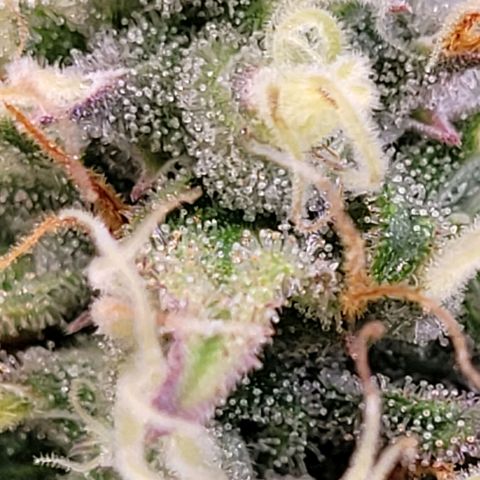 Pearli growlog timeline photo