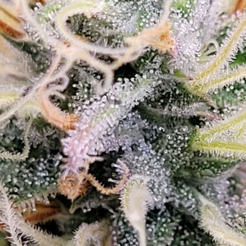 Pearli growlog timeline photo