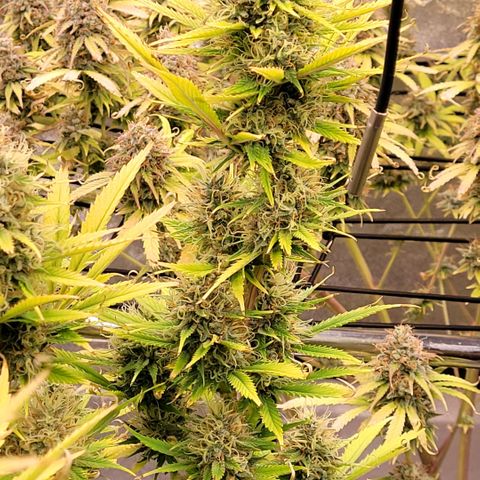 Pearli growlog timeline photo