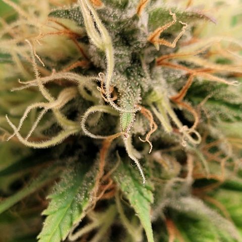 Pearli growlog photo: Die Pistillen beginnen sich zu Färben