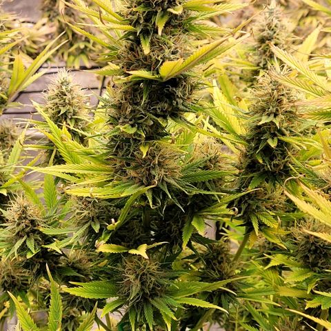 Pearli growlog photo: Blüte Tag 58, hat sie noch gute 2 Wochen vor sich.