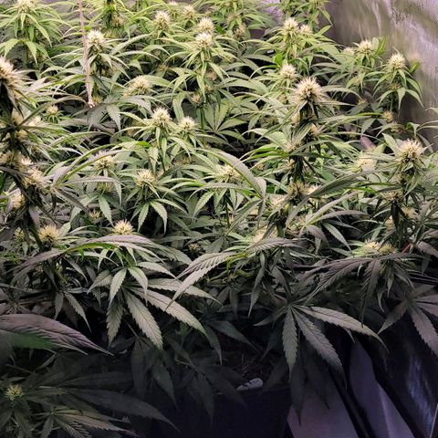 Cookies OG Kloni #1 growlog photo: Vor dem Lollipoppen u Entlauben