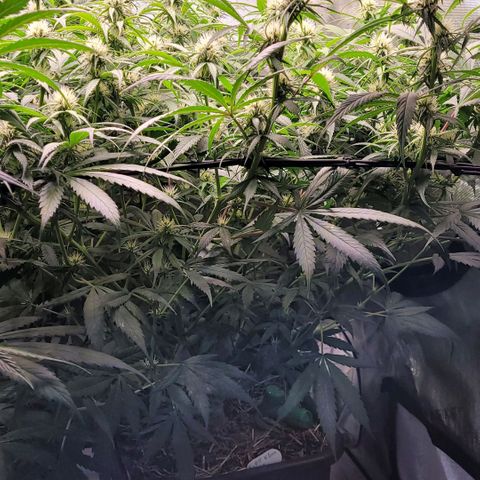 Cookies OG Kloni #1 growlog photo: Vor dem Lollipoppen u Entlauben