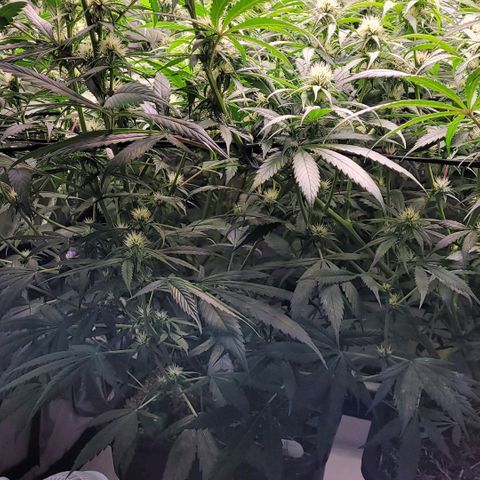 Cookies OG Kloni #2 growlog photo: Vor dem Lollipoppen u Entlauben
