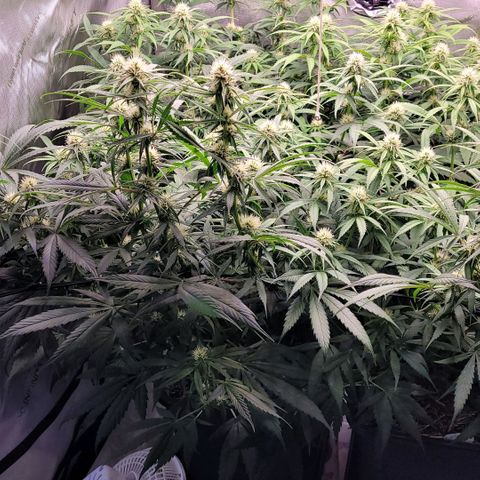Cookies OG Kloni #2 growlog photo: Vor dem Lollipoppen u Entlauben