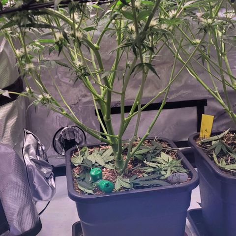 Cookies OG Kloni #2 growlog timeline photo