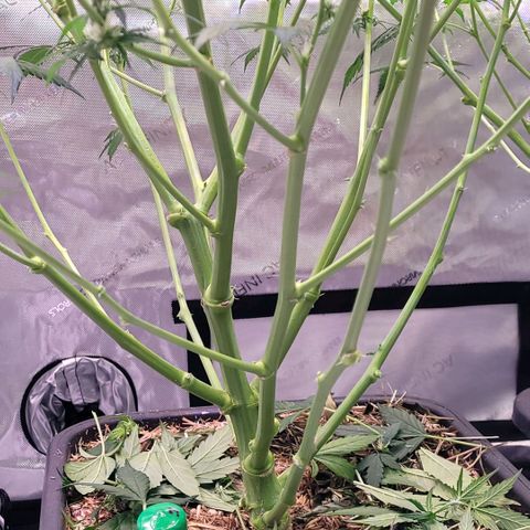 Cookies OG Kloni #2 growlog timeline photo