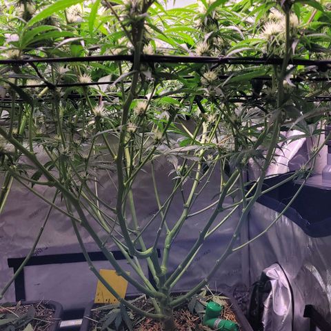 Cookies OG Kloni #1 growlog timeline photo