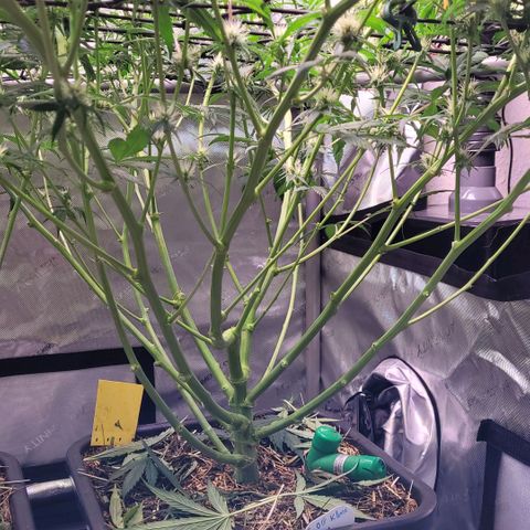 Cookies OG Kloni #1 growlog timeline photo