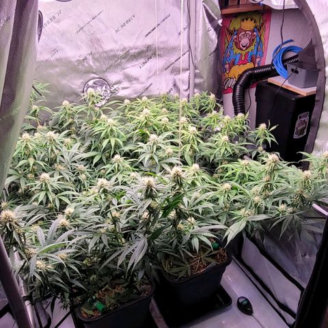 Cookies OG Kloni #1 growlog timeline photo