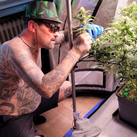 Cookies OG Kloni #1 growlog timeline photo