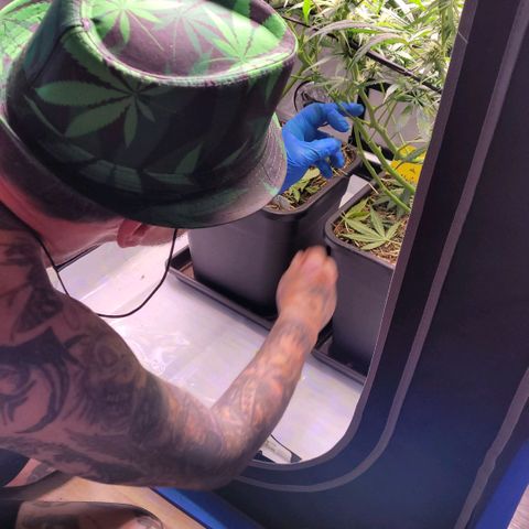 Cookies OG Kloni #1 growlog timeline photo