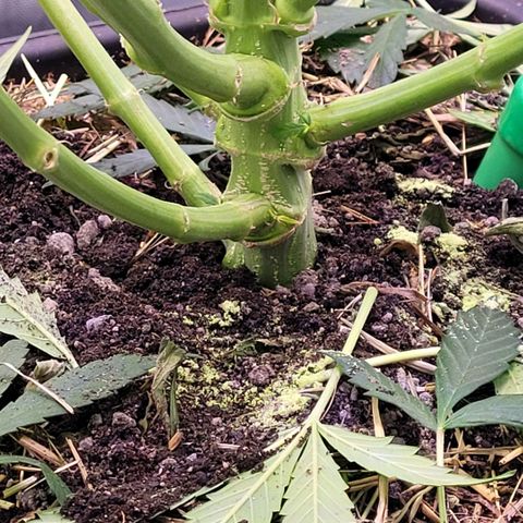 Cookies OG Kloni #1 growlog photo: Noch etwas Stärkung per Top Dress
