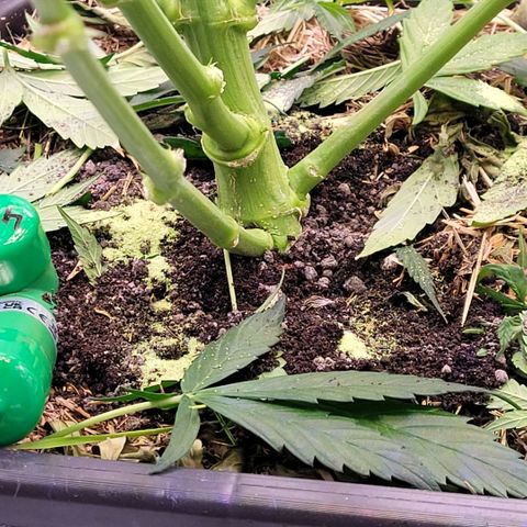 Cookies OG Kloni #2 growlog photo: Etwas Stärkung per Top Dress