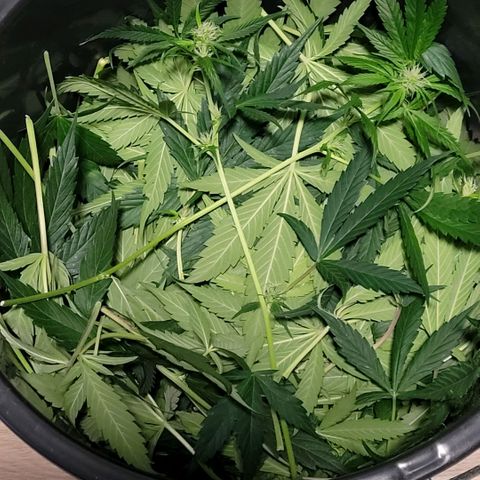 Cookies OG Kloni #1 growlog photo: Blatt gedrückt ging der Schnitt komplett rein in den Eimer