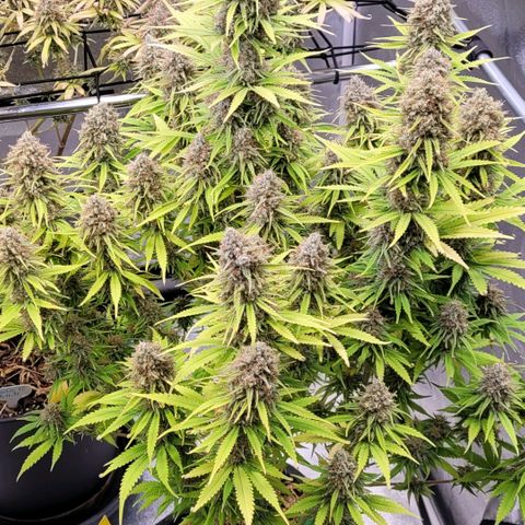 Berry growlog timeline photo