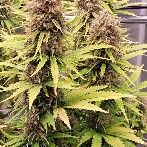 Berry growlog timeline photo