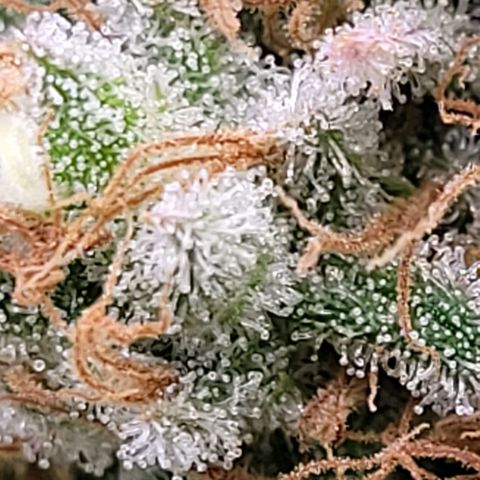 Berry growlog timeline photo