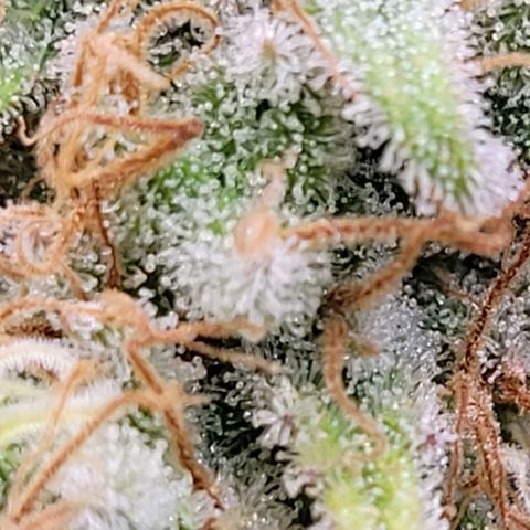 Berry growlog timeline photo