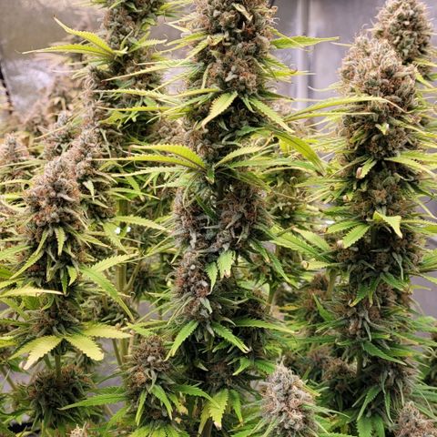 Berry growlog timeline photo