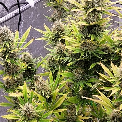Pearli growlog timeline photo
