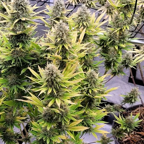 Pearli growlog timeline photo