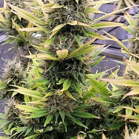 Pearli growlog timeline photo