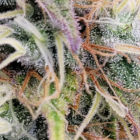 Pearli growlog timeline photo
