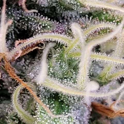 Pearli growlog timeline photo
