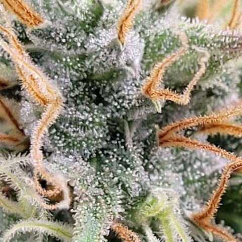 Pearli growlog photo: Eine kleine Blüte im tieferen Bereich