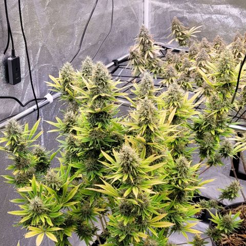 Pearli growlog timeline photo