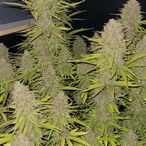 Berry growlog photo: Das letzte Bild mit Blitzlicht und nun wird die Dame zerlegt