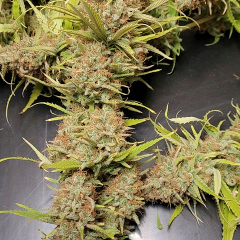 Berry growlog photo: Und das Trimmen geht weiter