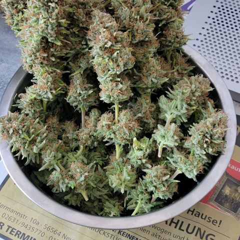 Berry growlog photo: Die dritte Schüssel ist fertig