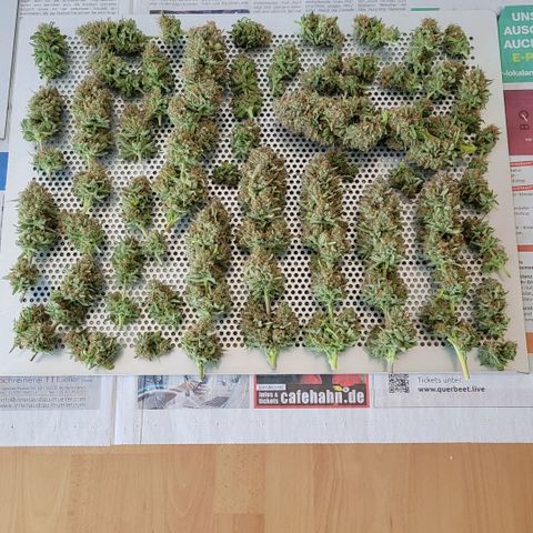 Berry growlog photo: Und rein zur Trocknung 