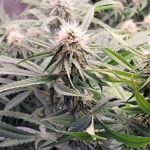 Cookies OG Kloni #2 growlog timeline photo