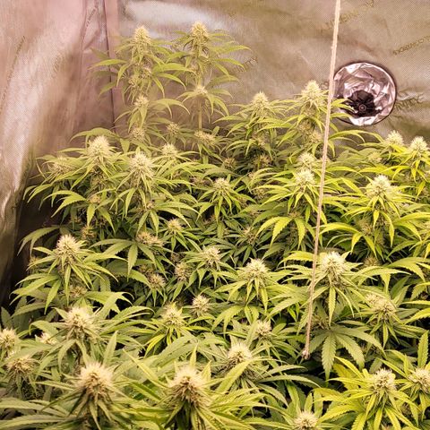 Cookies OG Kloni #2 growlog timeline photo