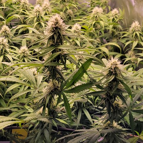 Cookies OG Kloni #1 growlog timeline photo