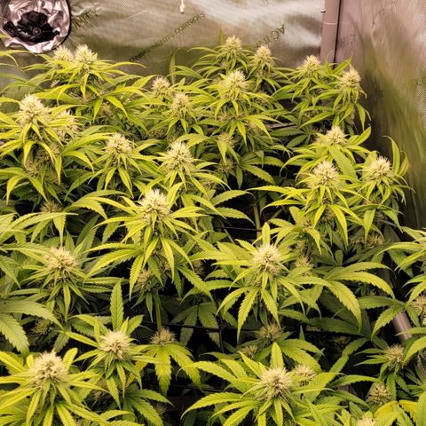 Cookies OG Kloni #1 growlog timeline photo