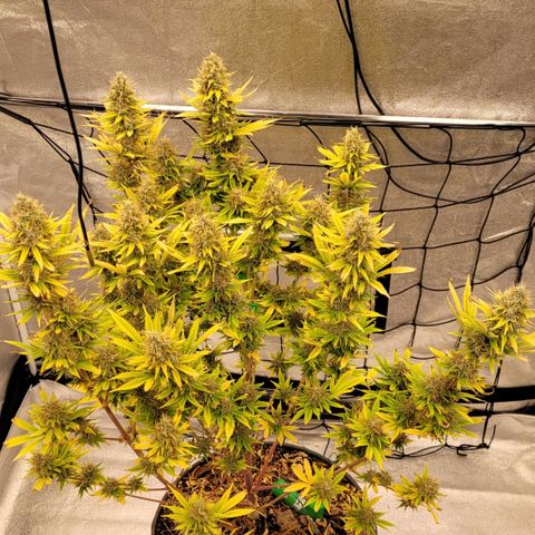 Pearli growlog timeline photo