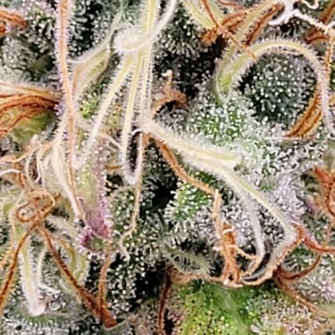 Pearli growlog timeline photo