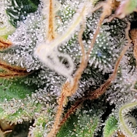 Pearli growlog timeline photo