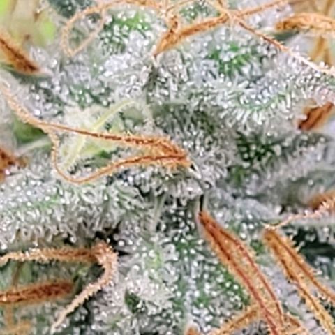 Pearli growlog timeline photo
