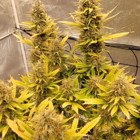 Pearli growlog timeline photo