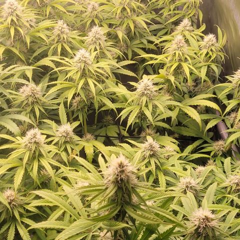Cookies OG Kloni #1 growlog timeline photo