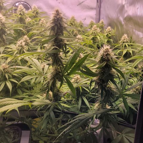 Cookies OG Kloni #1 growlog timeline photo