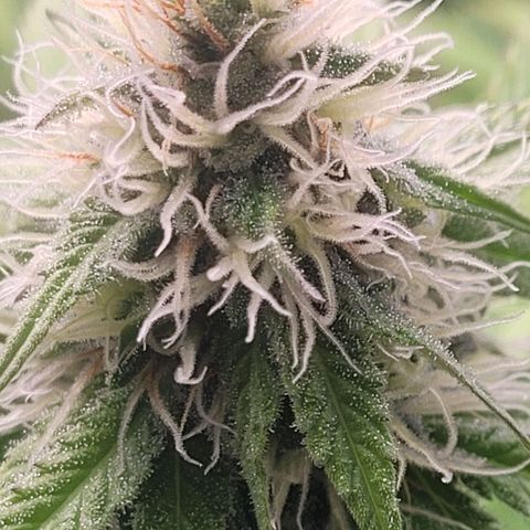 Cookies OG Kloni #1 growlog timeline photo