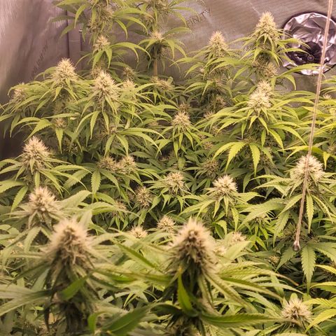 Cookies OG Kloni #2 growlog timeline photo